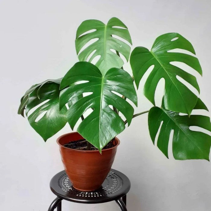 Monstera Collection